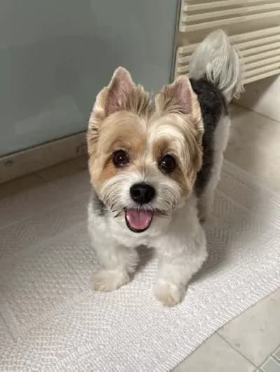 Tibério