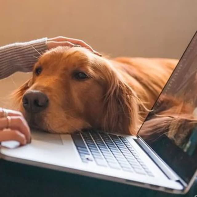 Suporte veterinário
